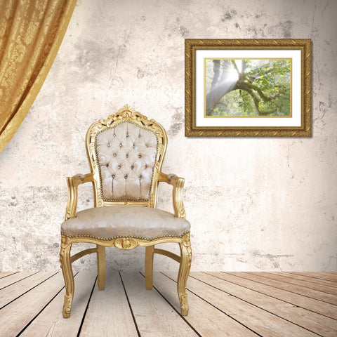 WA, Seabeck Morning sun through foggy trees Gold Ornate Wood Framed Art Print with Double Matting by Paulson, Don