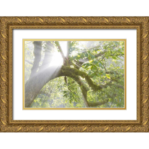 WA, Seabeck Morning sun through foggy trees Gold Ornate Wood Framed Art Print with Double Matting by Paulson, Don
