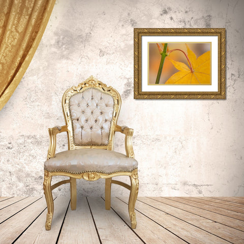 Washington, Seabeck Maple leaf in autumn color Gold Ornate Wood Framed Art Print with Double Matting by Paulson, Don