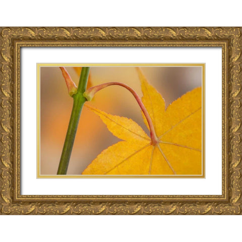 Washington, Seabeck Maple leaf in autumn color Gold Ornate Wood Framed Art Print with Double Matting by Paulson, Don