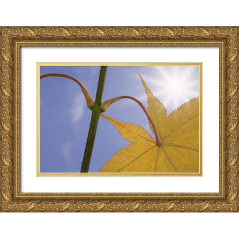 Washington, Seabeck Maple leaf in autumn color Gold Ornate Wood Framed Art Print with Double Matting by Paulson, Don