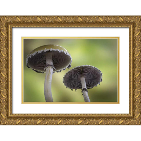 Washington, Seabeck Underside of mushrooms Gold Ornate Wood Framed Art Print with Double Matting by Paulson, Don
