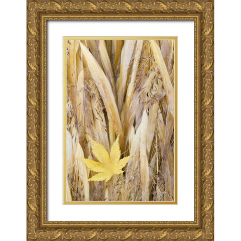 WA, Seabeck Maple leaf on Japanese forest grass Gold Ornate Wood Framed Art Print with Double Matting by Paulson, Don