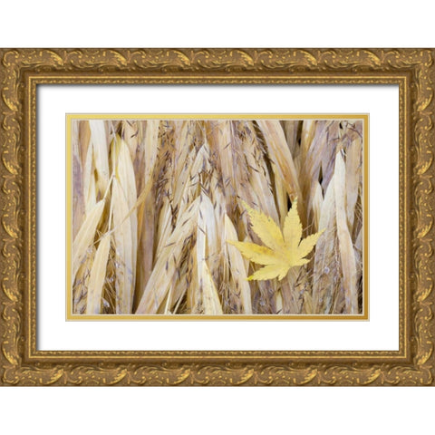 WA, Seabeck Maple leaf on Japanese forest grass Gold Ornate Wood Framed Art Print with Double Matting by Paulson, Don