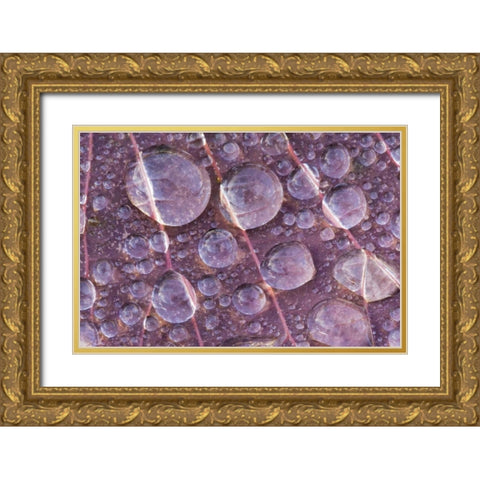 Washington, Seabeck Detail of dew on a leaf Gold Ornate Wood Framed Art Print with Double Matting by Paulson, Don