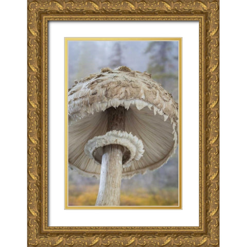 WA, Seabeck Underside of shaggy parasol mushroom Gold Ornate Wood Framed Art Print with Double Matting by Paulson, Don