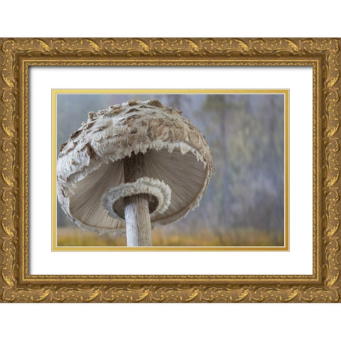 Washington, Seabeck Shaggy parasol mushroom Gold Ornate Wood Framed Art Print with Double Matting by Paulson, Don