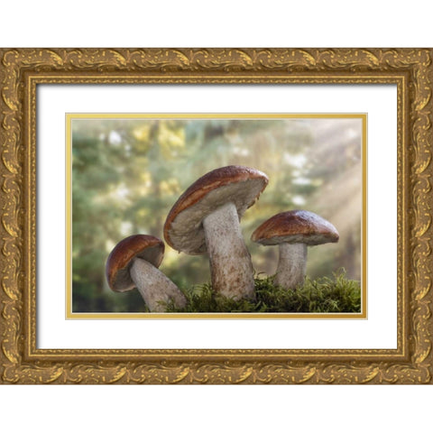 WA, Seabeck Leccinum insigne, mushroom Gold Ornate Wood Framed Art Print with Double Matting by Paulson, Don