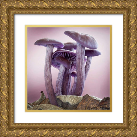 Washington, Seabeck Group of mushrooms Gold Ornate Wood Framed Art Print with Double Matting by Paulson, Don