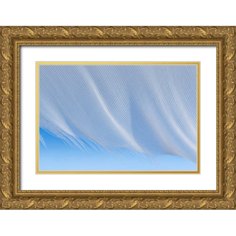Washington, Seabeck A white feather Gold Ornate Wood Framed Art Print with Double Matting by Paulson, Don