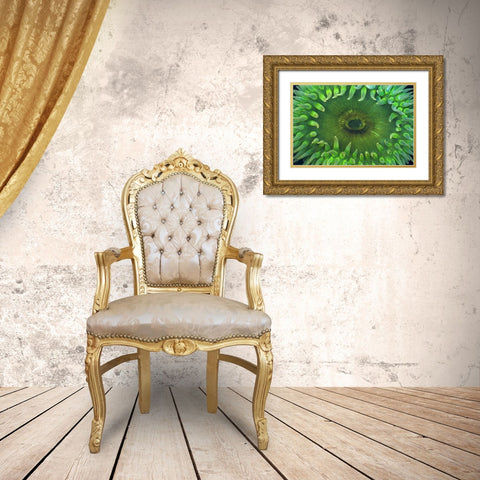 USA, Washington Close-up of sea anemone Gold Ornate Wood Framed Art Print with Double Matting by Paulson, Don
