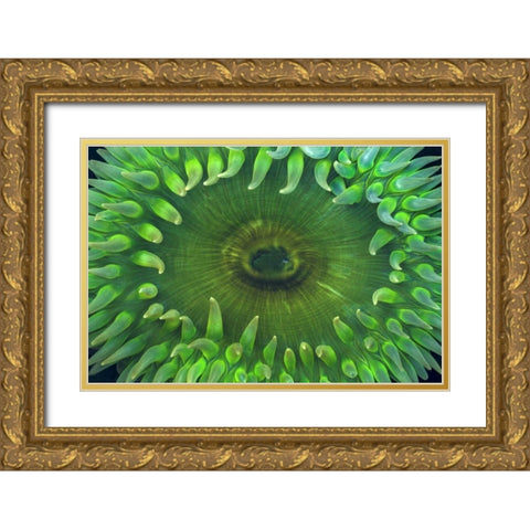 USA, Washington Close-up of sea anemone Gold Ornate Wood Framed Art Print with Double Matting by Paulson, Don