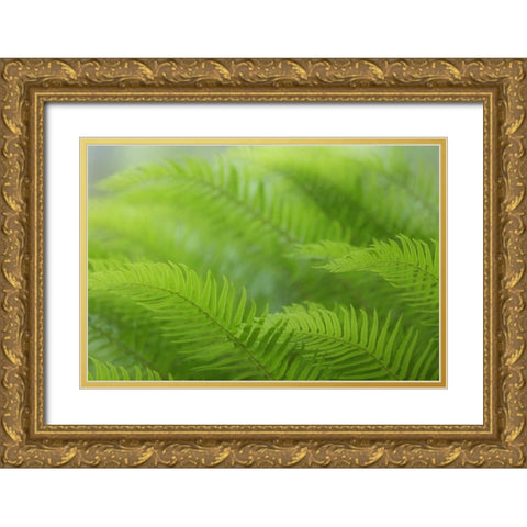 USA, Washington, Seabeck Close-up of sword fern Gold Ornate Wood Framed Art Print with Double Matting by Paulson, Don