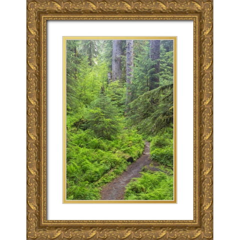 USA, Washington, Olympic NP Forest trail Gold Ornate Wood Framed Art Print with Double Matting by Paulson, Don