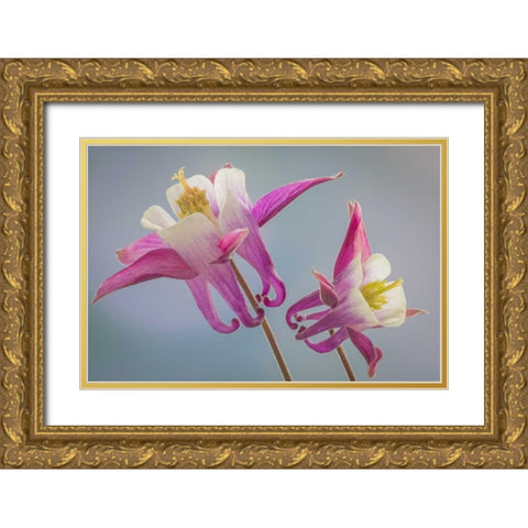 Washington, Seabeck Columbine flowers Gold Ornate Wood Framed Art Print with Double Matting by Paulson, Don