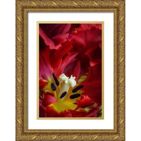 WA, Seabeck Interior of parrot tulip flower Gold Ornate Wood Framed Art Print with Double Matting by Paulson, Don
