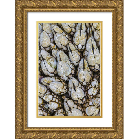 WA, Goose barnacles in Salt Creek Recreation Area Gold Ornate Wood Framed Art Print with Double Matting by Paulson, Don