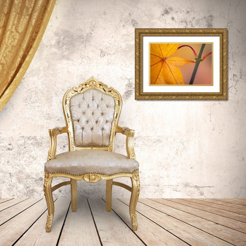 Washington, Seabeck Maple leaf in autumn color Gold Ornate Wood Framed Art Print with Double Matting by Paulson, Don