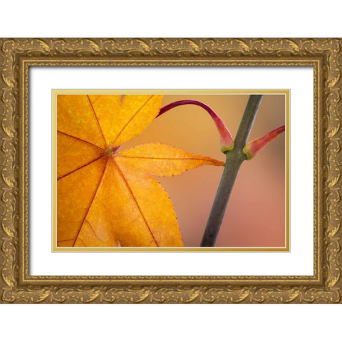 Washington, Seabeck Maple leaf in autumn color Gold Ornate Wood Framed Art Print with Double Matting by Paulson, Don