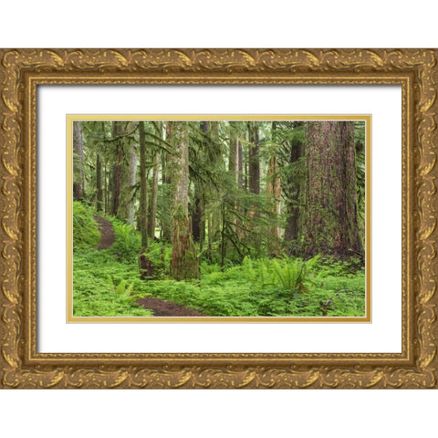 Washington, Olympic NP Old growth forest Gold Ornate Wood Framed Art Print with Double Matting by Paulson, Don