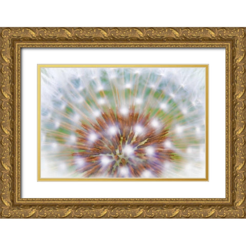 WA, Bainbridge Island Abstract of dandelion seed Gold Ornate Wood Framed Art Print with Double Matting by Paulson, Don