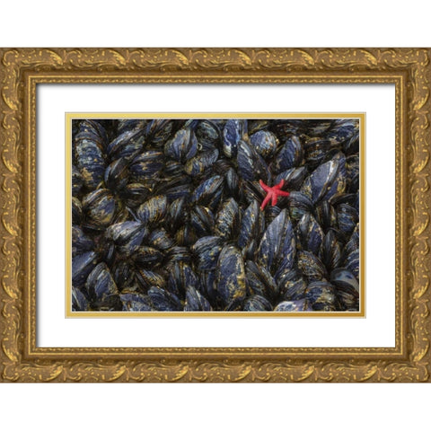 WA, Mussels and red sea star at tide pools Gold Ornate Wood Framed Art Print with Double Matting by Paulson, Don