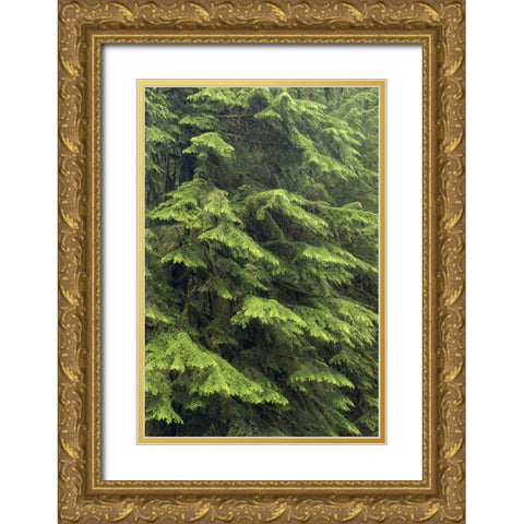 Washington, Olympic NP Western hemlock tree Gold Ornate Wood Framed Art Print with Double Matting by Paulson, Don