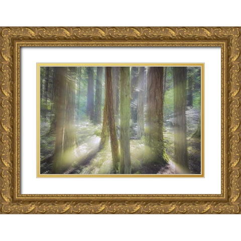 WA, Scenic Beach SP Blurred forest scene Gold Ornate Wood Framed Art Print with Double Matting by Paulson, Don