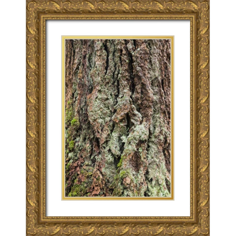 Washington, Olympics Old growth Douglas fir bark Gold Ornate Wood Framed Art Print with Double Matting by Paulson, Don