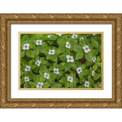 WA, Olympic NP Bunchberry with white flowers Gold Ornate Wood Framed Art Print with Double Matting by Paulson, Don