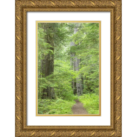 WA, Olympic NF Lower Big Quilcene River Trail Gold Ornate Wood Framed Art Print with Double Matting by Paulson, Don