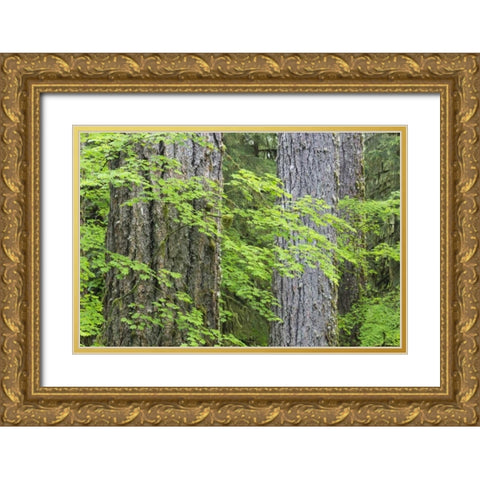 WA, Olympic NP Vine maple and Douglas fir trees Gold Ornate Wood Framed Art Print with Double Matting by Paulson, Don