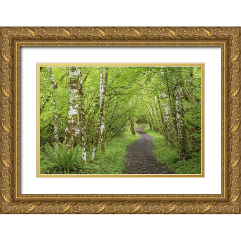 Washington, Olympic NP Trail through a forest Gold Ornate Wood Framed Art Print with Double Matting by Paulson, Don