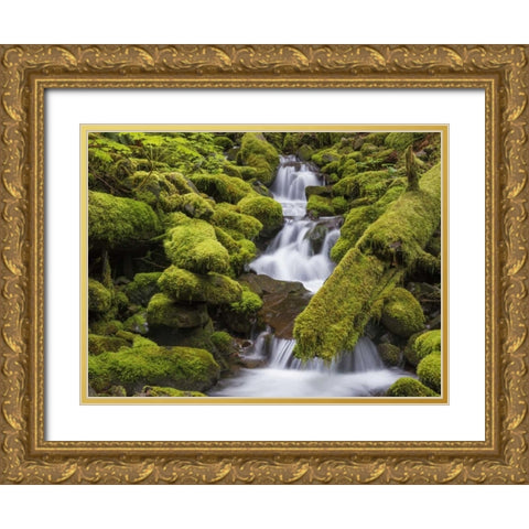 Washington, Olympic NP Small stream in forest Gold Ornate Wood Framed Art Print with Double Matting by Paulson, Don