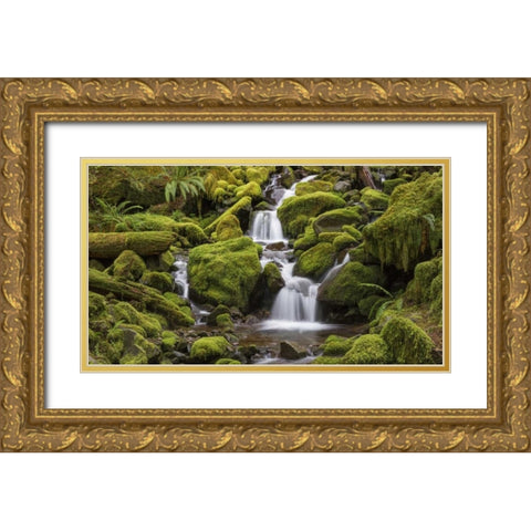 Washington, Olympic NP Small stream in forest Gold Ornate Wood Framed Art Print with Double Matting by Paulson, Don