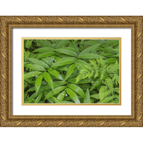 WA, Olympic NP Star-flowered false Solomons seal Gold Ornate Wood Framed Art Print with Double Matting by Paulson, Don