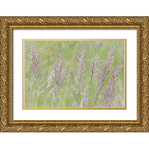 USA, Washington, Seabeck Grasses in motion Gold Ornate Wood Framed Art Print with Double Matting by Paulson, Don