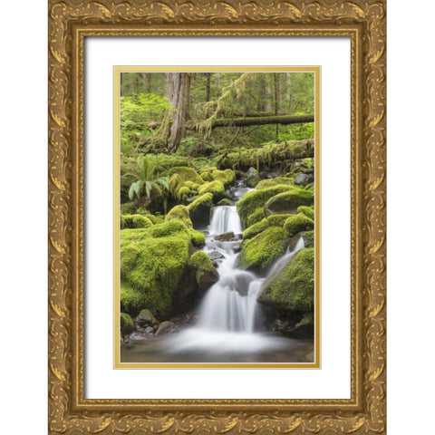 Washington, Olympic NP Small stream in forest Gold Ornate Wood Framed Art Print with Double Matting by Paulson, Don
