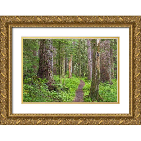 Washington, Olympic NP Old growth forest Gold Ornate Wood Framed Art Print with Double Matting by Paulson, Don