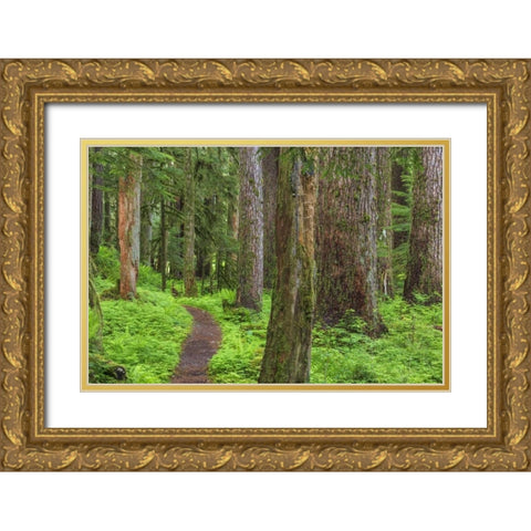 Washington, Olympic NP Old growth forest Gold Ornate Wood Framed Art Print with Double Matting by Paulson, Don