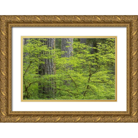 WA, Olympic NP Vine maple and Douglas fir trees Gold Ornate Wood Framed Art Print with Double Matting by Paulson, Don