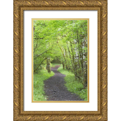 Washington, Olympic NP Trail through a forest Gold Ornate Wood Framed Art Print with Double Matting by Paulson, Don