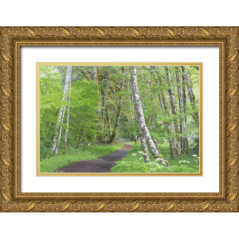 Washington, Olympic NP Trail through a forest Gold Ornate Wood Framed Art Print with Double Matting by Paulson, Don