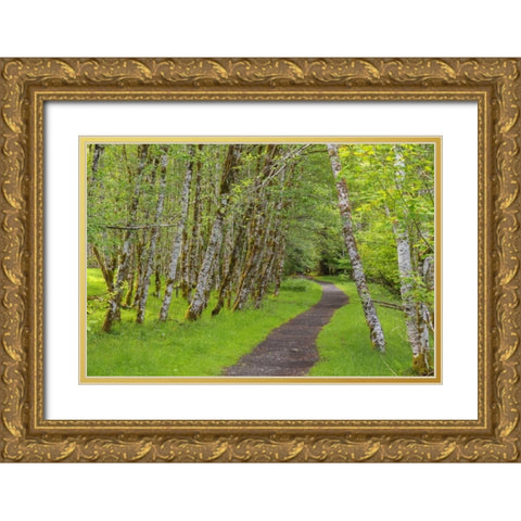 Washington, Olympic NP Trail through a forest Gold Ornate Wood Framed Art Print with Double Matting by Paulson, Don