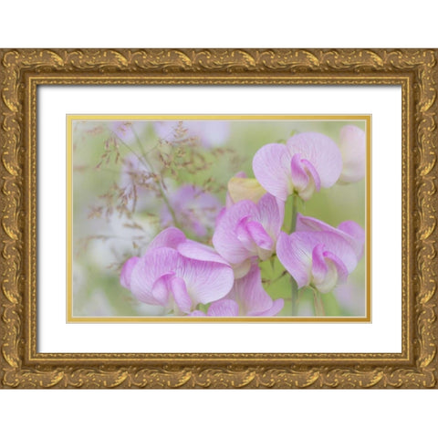 Washington, Seabeck Detail of sweet pea blossoms Gold Ornate Wood Framed Art Print with Double Matting by Paulson, Don