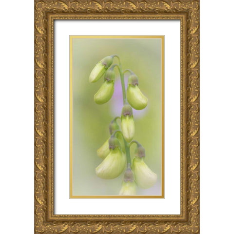 Washington, Seabeck Close-up of sweet pea buds Gold Ornate Wood Framed Art Print with Double Matting by Paulson, Don