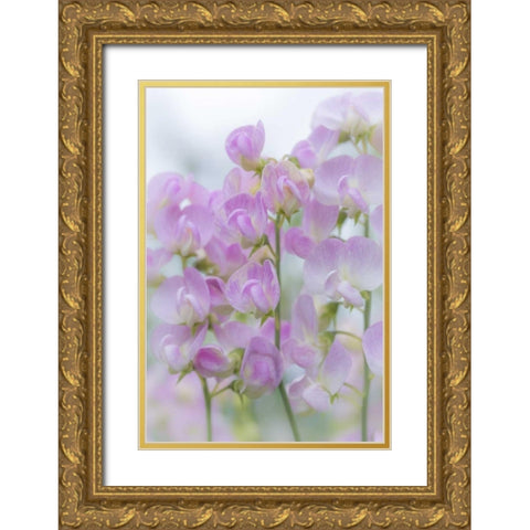 USA, Washington, Seabeck Sweet pea blossoms Gold Ornate Wood Framed Art Print with Double Matting by Paulson, Don