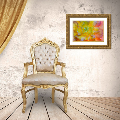 WA, Seabeck A back-lit, glowing begonia blossom Gold Ornate Wood Framed Art Print with Double Matting by Paulson, Don