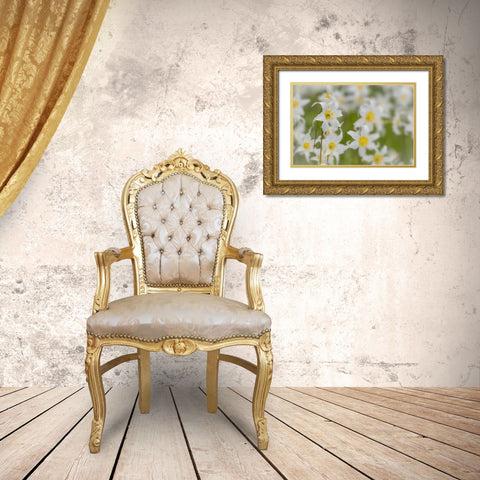 Washington, Mount Rainier NP Avalanche lilies Gold Ornate Wood Framed Art Print with Double Matting by Paulson, Don