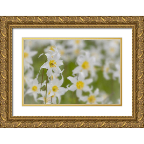 Washington, Mount Rainier NP Avalanche lilies Gold Ornate Wood Framed Art Print with Double Matting by Paulson, Don